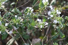 Plumbago zeylanica